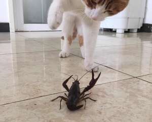 猫咪驱虫多久一次合适？标准答案来咯！