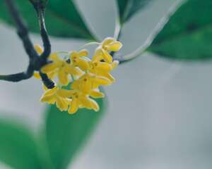 桂花烂根怎么办