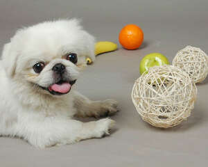 宠物店狗狗寄养全攻略