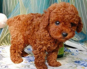 不要过度依赖狗狗