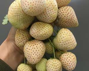 小花盆就养它，开花又结果，比鸡蛋还大！