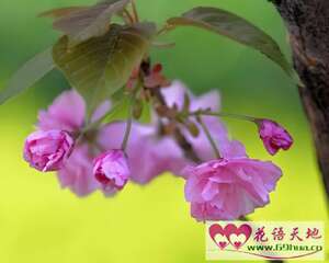 山樱花的花语：纯洁、高尚、淡薄