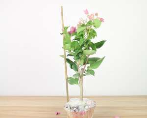 三角梅冬季养护方法