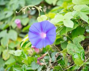 牵牛花的常见品种