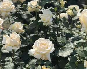 盆里埋点它，1根枝冒20朵花，来年越开越爆盆！