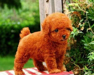 如何预防贵宾犬挑食