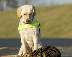 正确驯养狗狗的方法