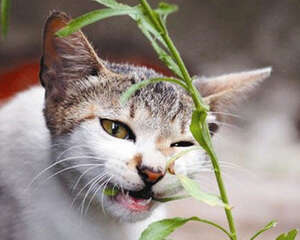 猫咪能吃的植物