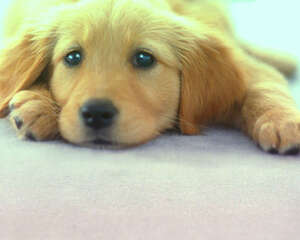 日常饲养合理也可预防皮肤病