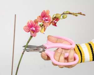 蝴蝶兰为什么不开花