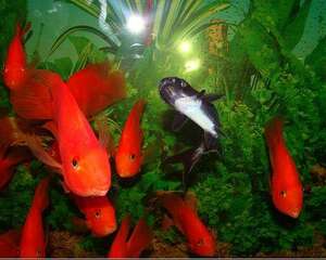 关于鹦鹉鱼的品种类型及其特征