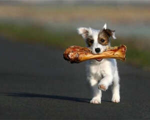 狗狗吃多少狗粮合适？