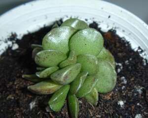 松虫多肉植物的养殖方法