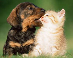 喜欢狗和喜欢猫的人有什么区别