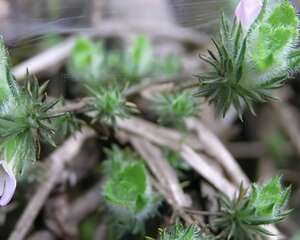 鞭打绣球图片
