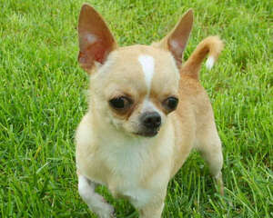 狗狗食物及用品的消毒