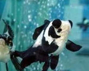 喜鹊花的饲养环境