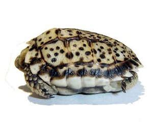 年幼的陆龟可以吃牧草吗？