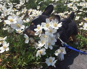 两个月小狗训练方法介绍，这样训练狗很乖