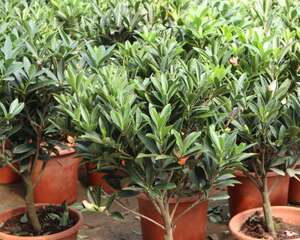 茶花施肥用什么肥料，茶花施肥过多怎么办