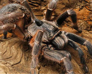 东非角巴布的外形特点