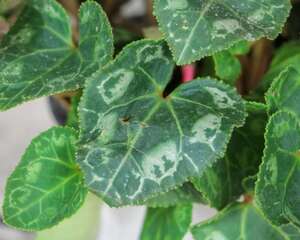 仙客来怎么换盆，换盆注意事项