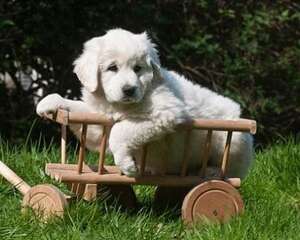 怎么调教出一只优秀的狗狗?训练狗狗的秘诀