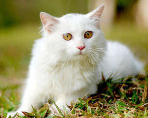 山东狮子猫有哪些品种