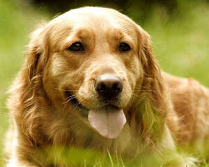 如何让金毛吃得更科学