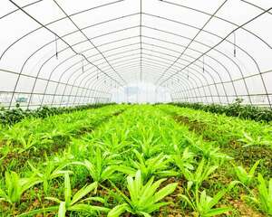 “油麦菜”营养高，阳台上养上一盆，都不用去买菜了！