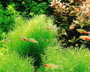 珊瑚砂的选购方法