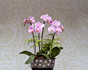 如何在阳台上养蝴蝶兰