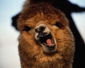 “神兽”之所以为‘神兽’——驼羊