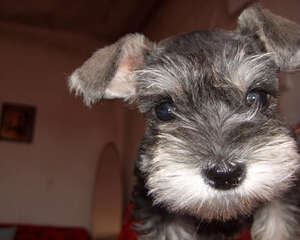 怎样观察了解雪纳瑞的心理