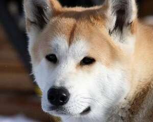 秋田犬如何饲养？好养吗？