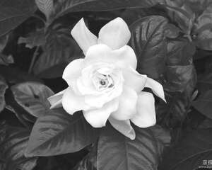 如何养好盆栽山茶花