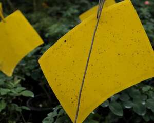 教你彻底消灭恼人的小黑飞