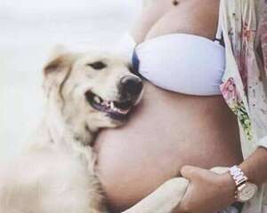 怀孕期间可不可以养狗，怀孕期间养狗的注意事项