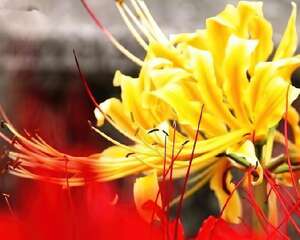 金色曼陀罗的花语——敬爱
