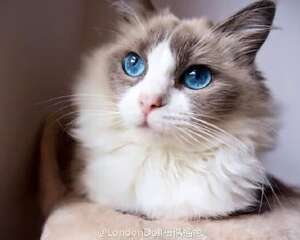 小猫太过调皮了，怎么办呢？