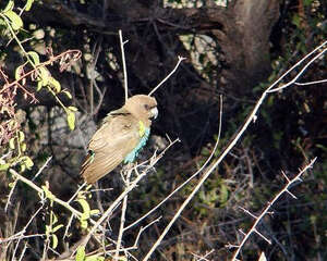 迈耶氏鹦鹉品种简介