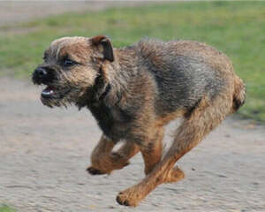 边境梗的形态特征