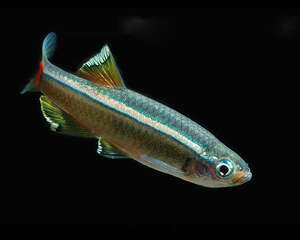 白云山鱼的饲养环境