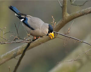 蜡嘴雀的形态特征