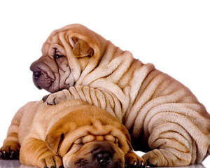 饲养沙皮犬注意事项