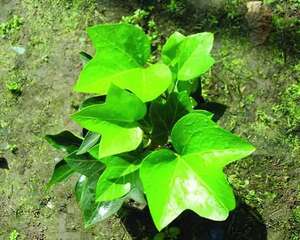 熊掌木（五角常春藤）的介绍与养护要点