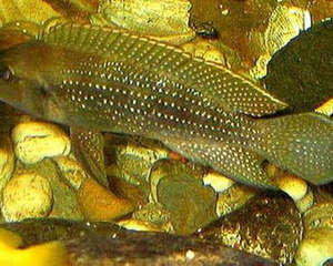 珍珠雀的品种简介