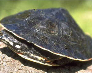 花面蟾龟的形态特征