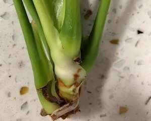 这花喜欢纯水养，根长成人参，养10年都行！