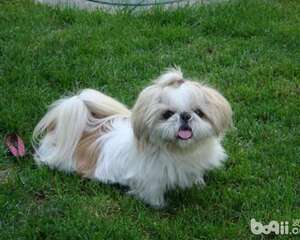 狗狗在户外上厕所盯着主人看的原因有哪些？